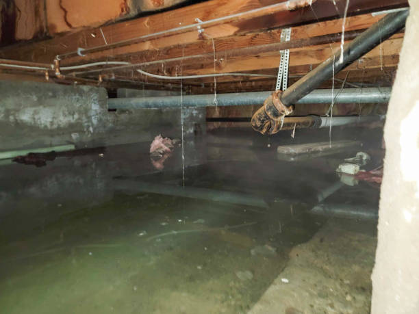 Best Water damage contractors near me  in Ore City, TX
