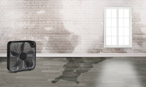 Best Flood damage cleanup  in Ore City, TX